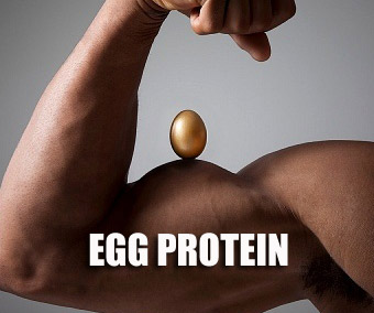 egg protein